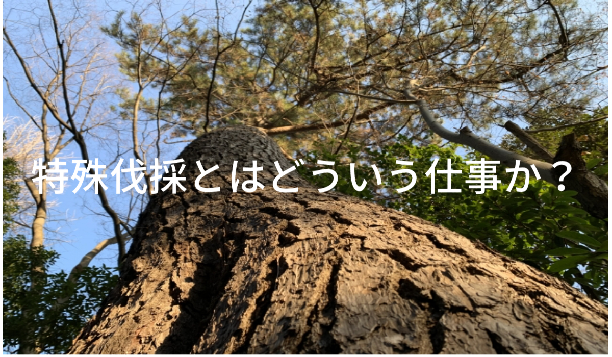 【今更聞けない】特殊伐採とは?必要な資格や儲かるのかを解説