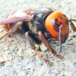 スズメバチの脅威