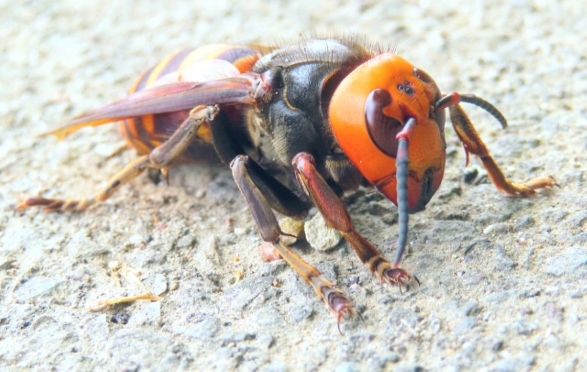 スズメバチの脅威